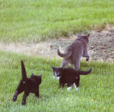 momma-leaves-with-kitties_I.jpg