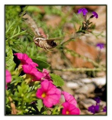 feeding on penny petunias_IMG_3958.jpg