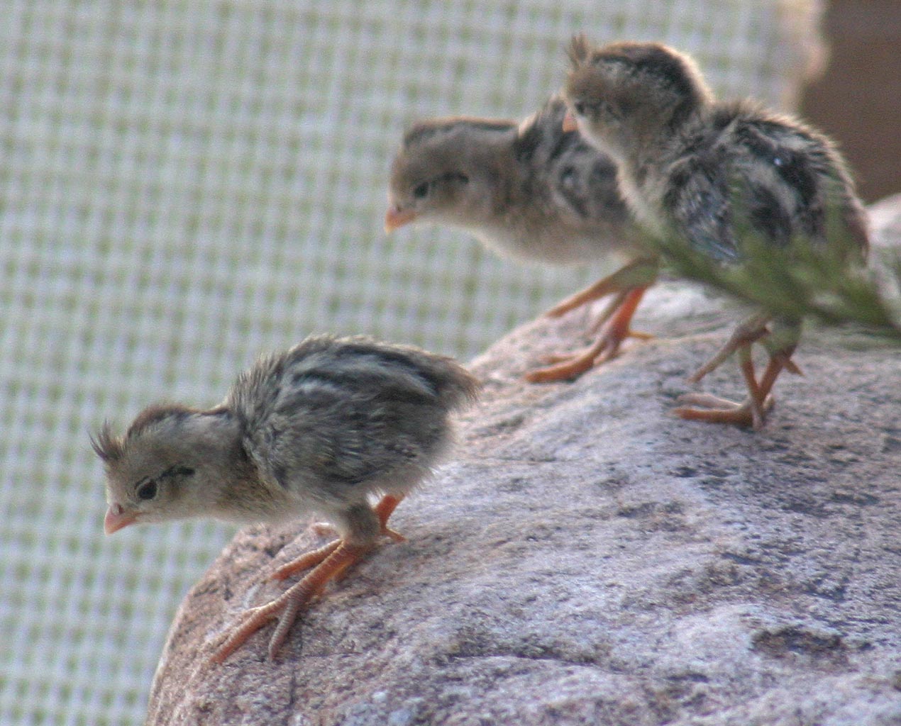 Baby Gambels Quail
