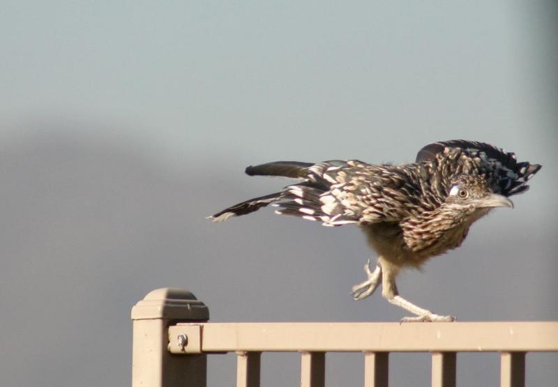 Tai Chi Roadrunner