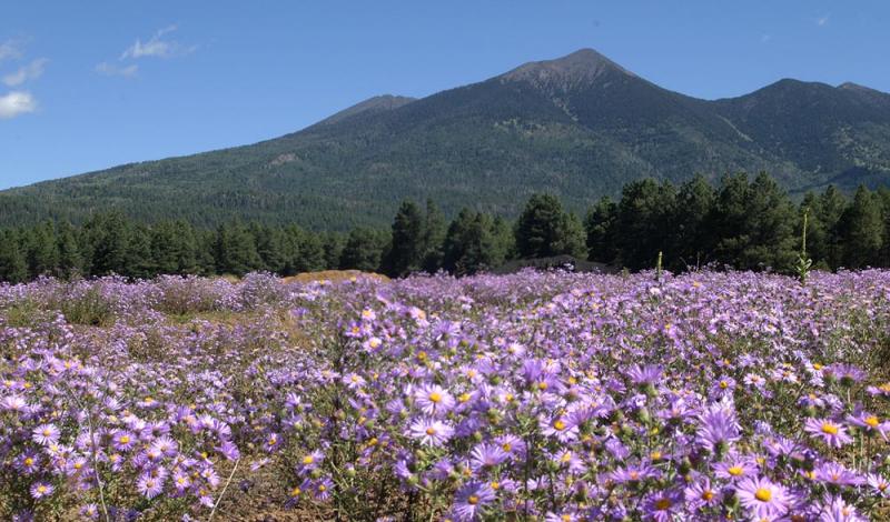 Purple Wildflowers