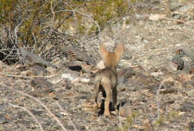Coyote Puppy & Quail