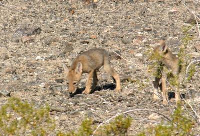 Coyote Puppies