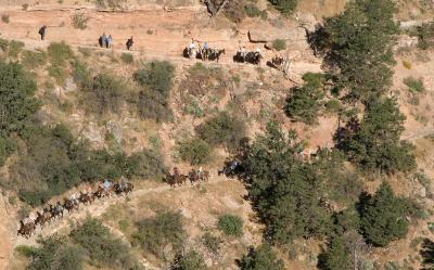Rush Hour on the Bright Angel Trail