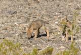 Coyote Puppies