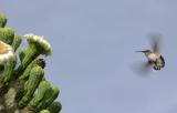 Saguro Blossom & Humming Bird