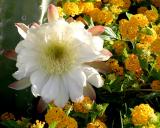 Cereus amidst the Lantana