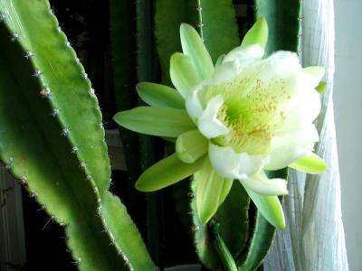 cactus flower (july 2005)