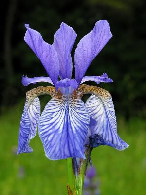 Iris sibirica (wild)