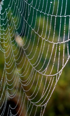 Spider's web in morning dew