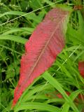 Pointed red leaf