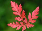 Life decoration in forest