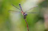 June 7 2005 Dragonflies first effort