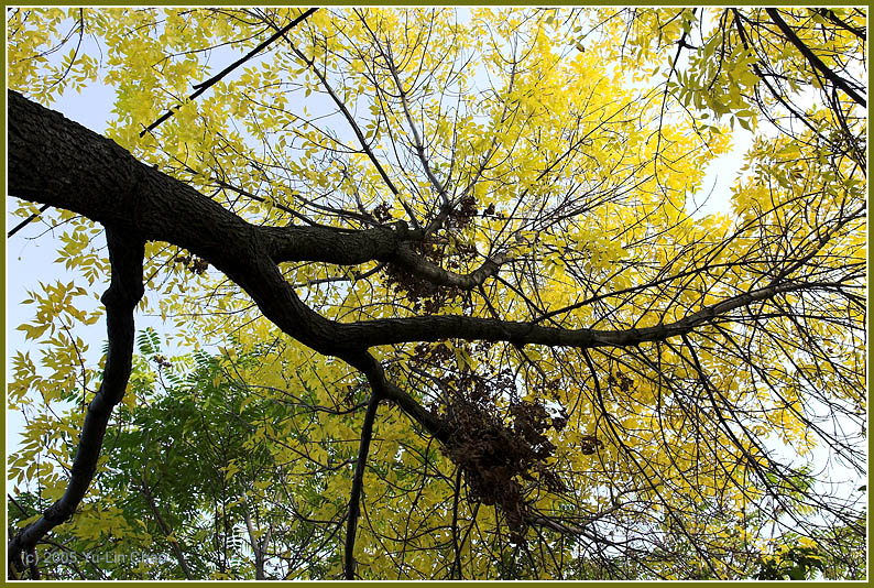 Autumn Tree On Queen & De Grassi Street