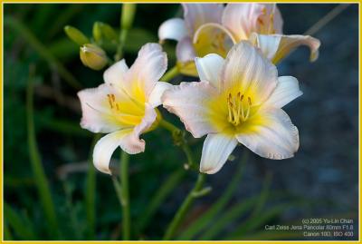 flower 2