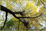 Autumn Tree On Queen & De Grassi Street