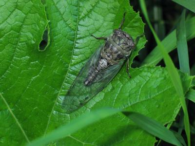 Cicada (and firefly)
