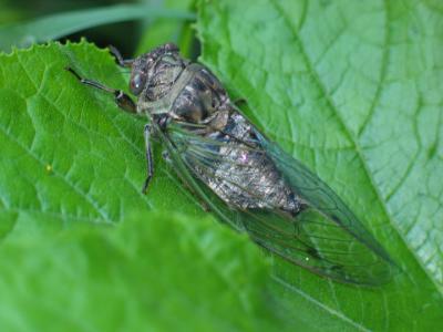 v3/54/359954/3/50725337.IMG_9707cicadas.jpg