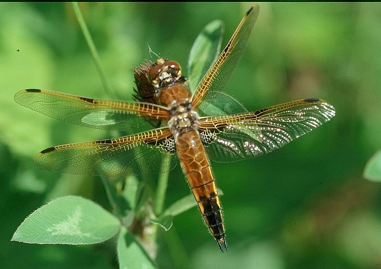 Four-spotted Skimmer.jpg