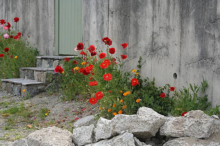 Roadside Colour