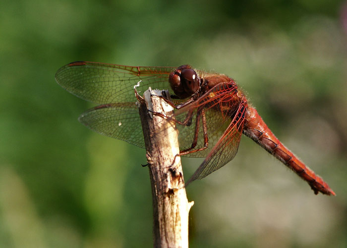 Dragon Fly