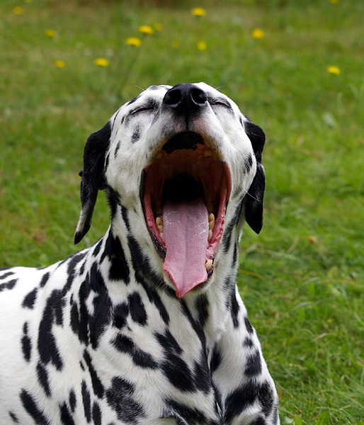 A yawn is quite catching .....