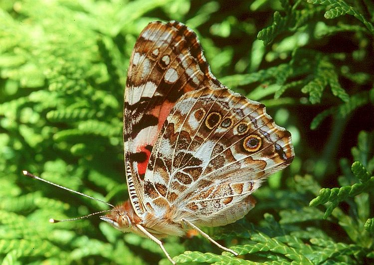 Painted Lady