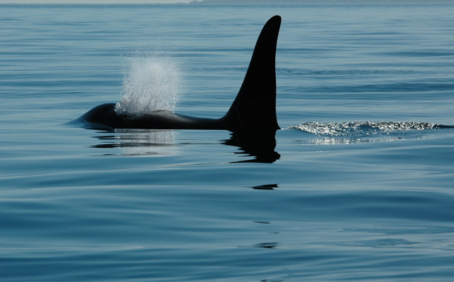 Orca in the San Juans