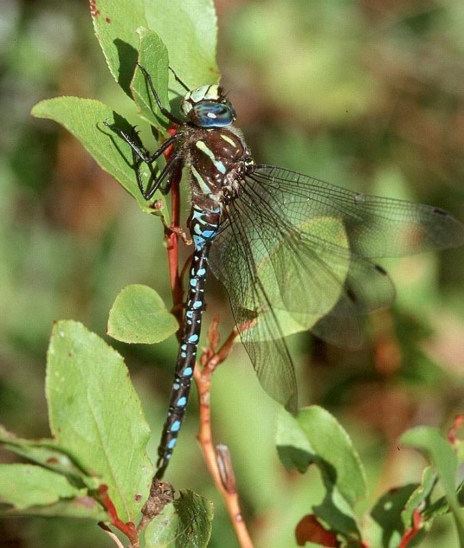 Paddle-tailed Darner  male