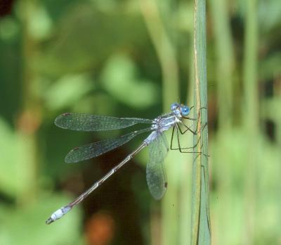 Common Spreadwing male.jpg