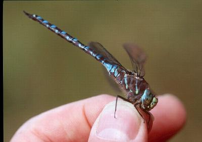 v3/54/364954/3/49452654.VariableDarner.jpg