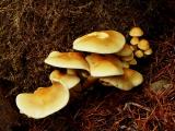 Sulfur Tuft