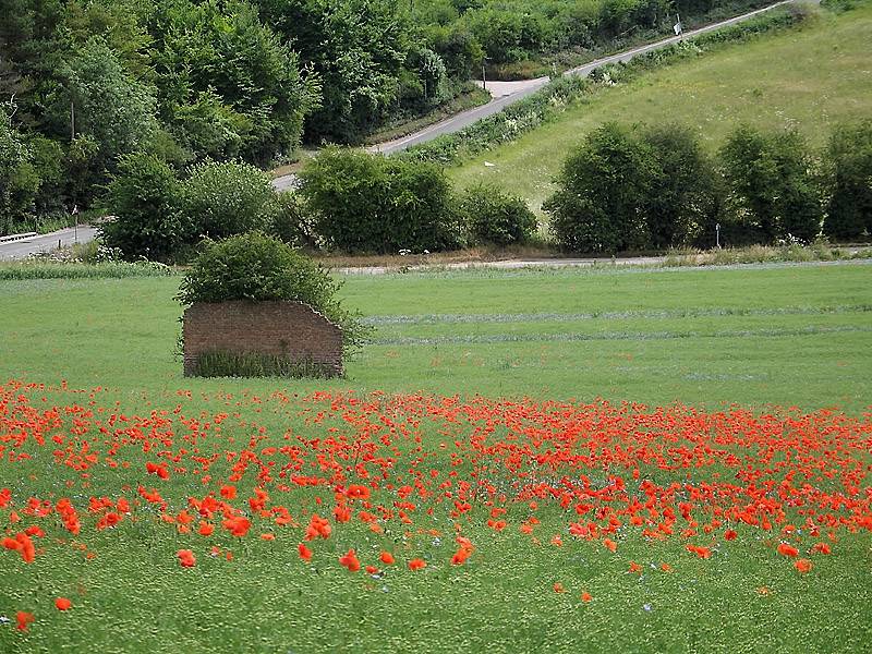 Poppy field 9