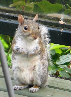Squirrel 2