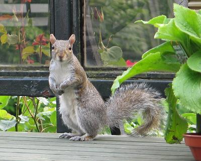 Squirrel 3