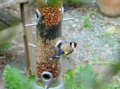 Goldfinch 1