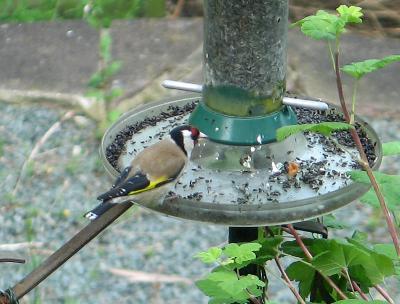 Goldfinch 2