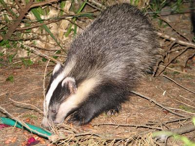 v3/54/380754/3/45138493.Badger2.jpg