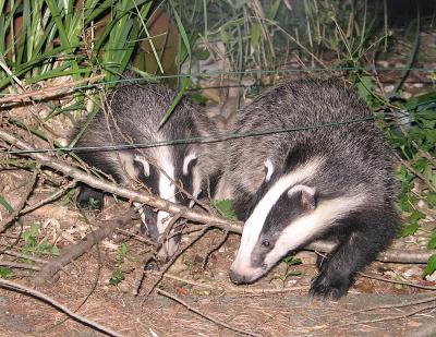 Our  badgers