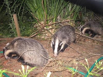 Our badgers