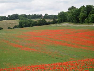 Poppy field 4