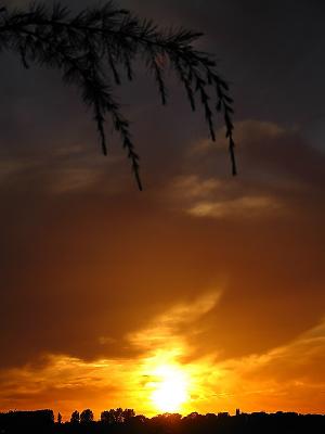 Larch sunset