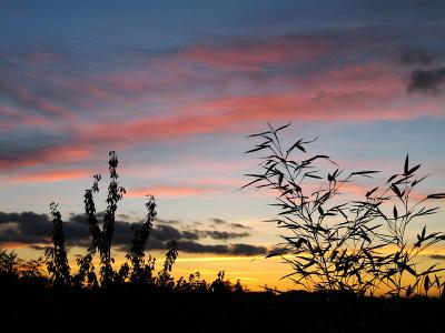 Bamboo silhouette 2