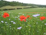 Poppy field 6