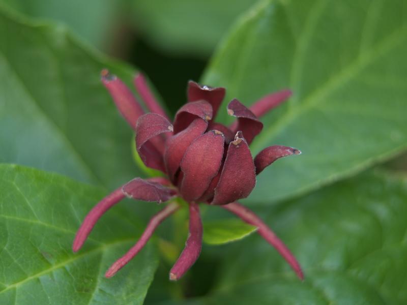Bubby bloom