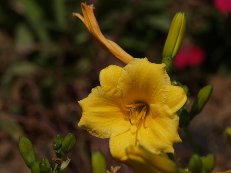 Day Lilly