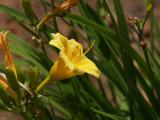 Day Lilly