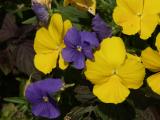 I really LOVE these colors(Royal Purple and Gold)