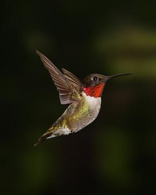 Another Hummingbird