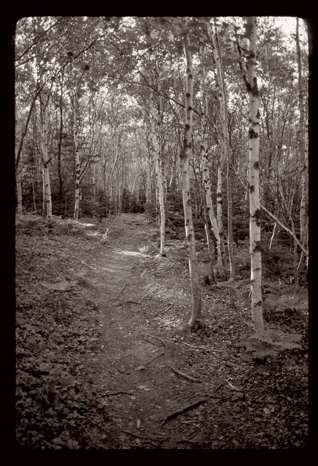 Birches At Barr Harbor